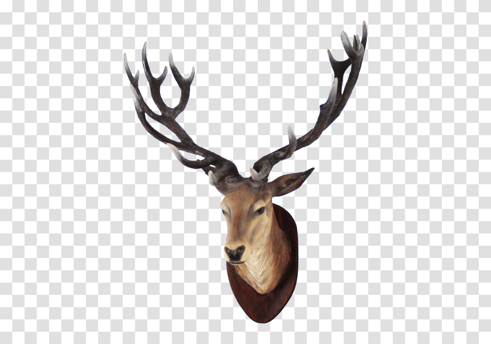 Clipart Deer Best, Antler, Antelope, Wildlife, Mammal Transparent Png