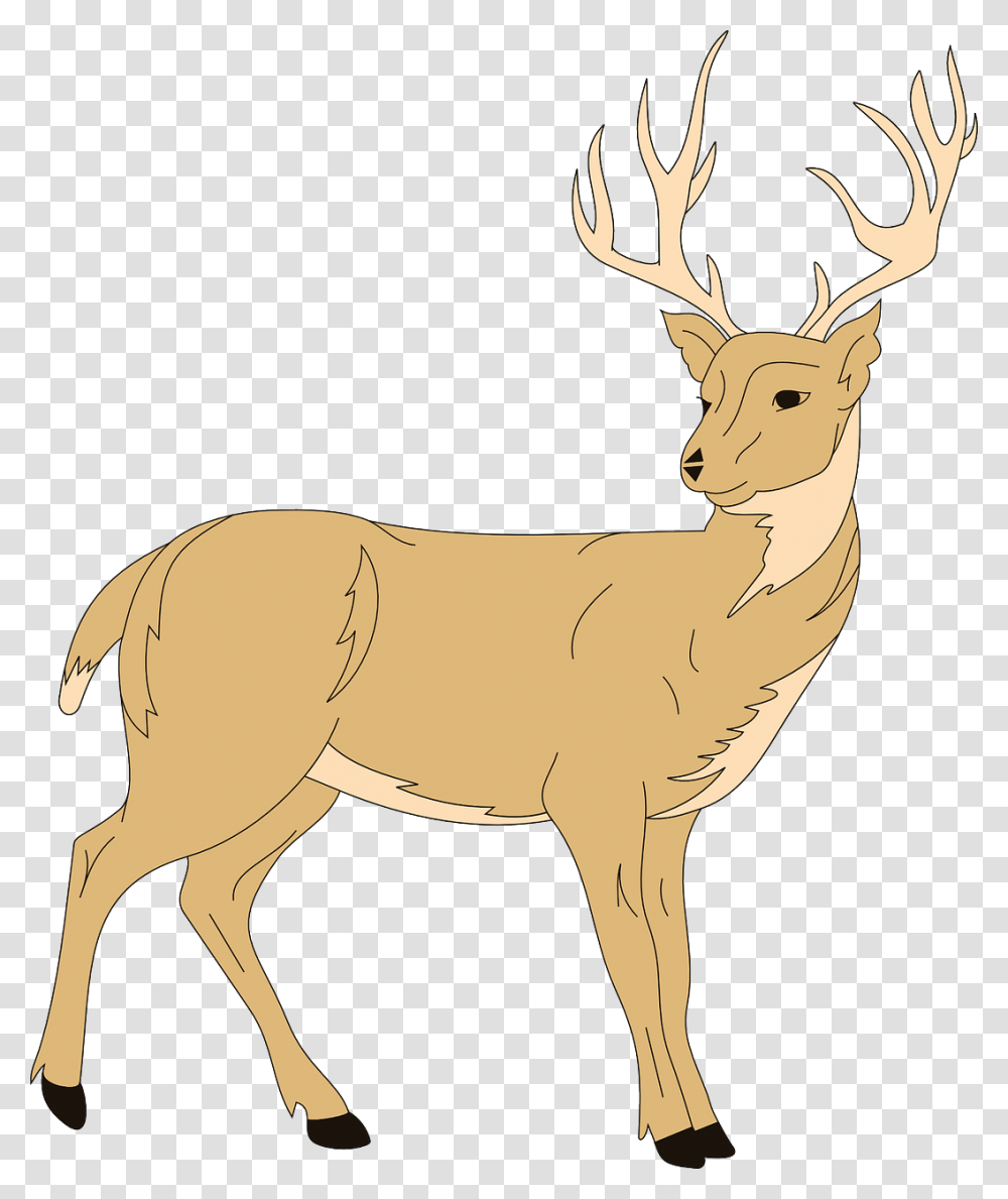 Clipart Deer, Wildlife, Mammal, Animal, Elk Transparent Png