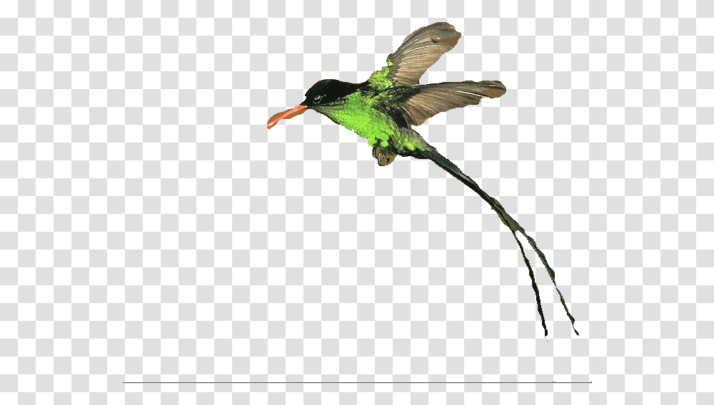 Clipart Doctor Bird Ruby Throated Hummingbird, Animal, Bee Eater, Flying Transparent Png
