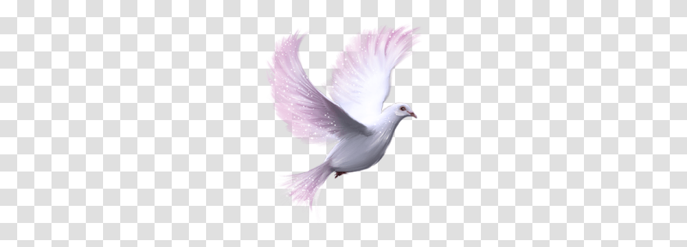 Clipart, Dove, Pigeon, Bird, Animal Transparent Png