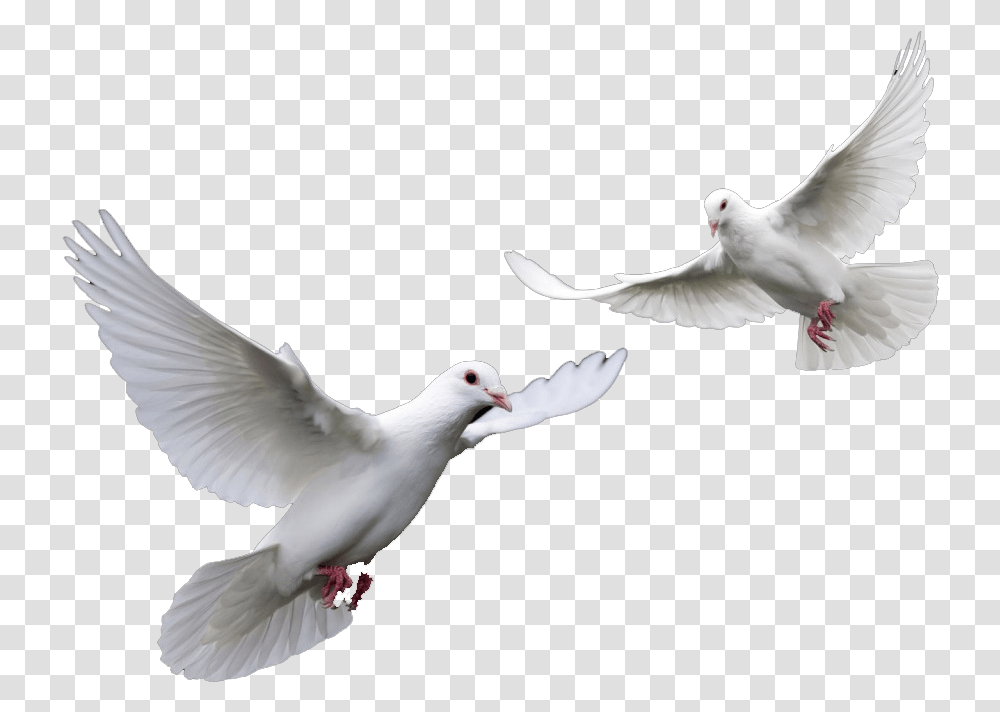 Clipart Doves For Funeral Doves, Bird, Animal, Pigeon Transparent Png