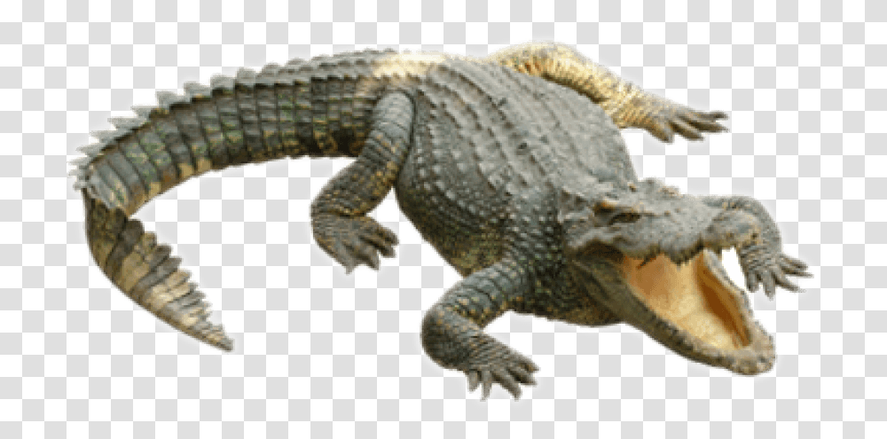 Clipart Download Crocodile Alligator Background, Dinosaur, Reptile, Animal, Lizard Transparent Png
