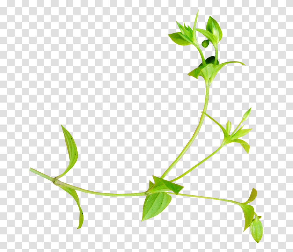 Clipart Download, Plant, Leaf, Vase, Jar Transparent Png