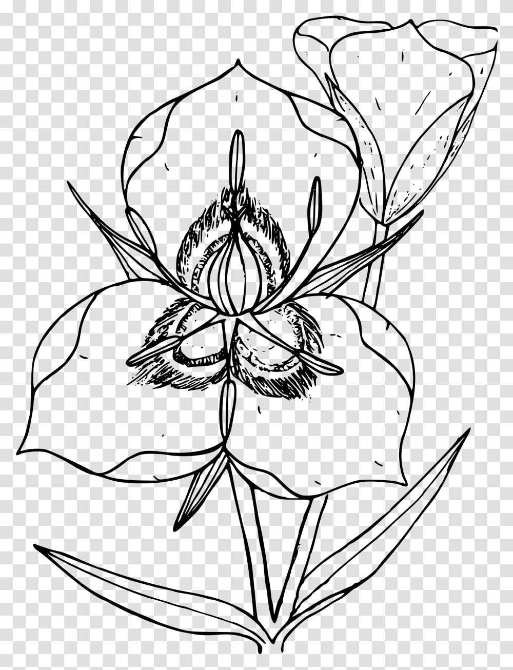 Clipart Drawing Utah State Flower, Gray, World Of Warcraft Transparent Png