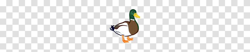 Clipart Duck Clip Art, Waterfowl, Bird, Animal, Anseriformes Transparent Png