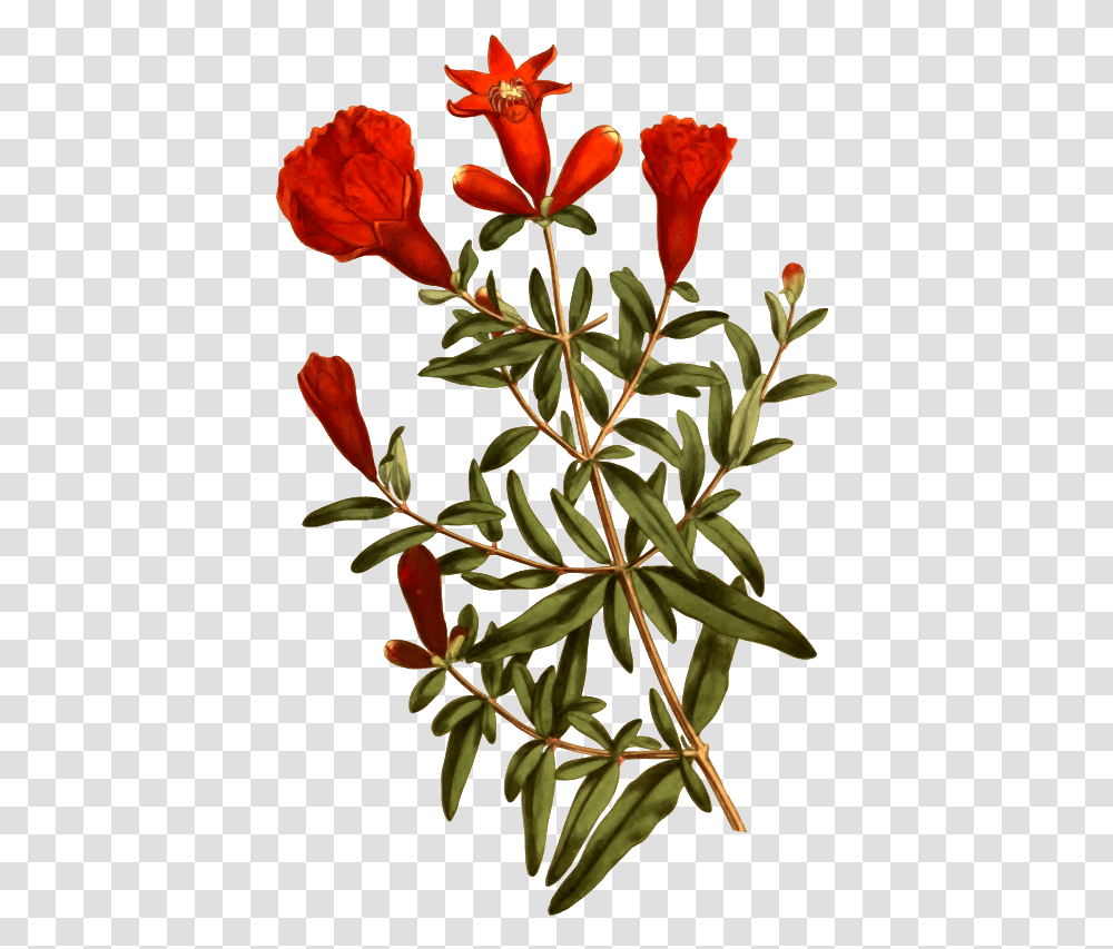 Clipart Dwarf Medium Pomegranate, Plant, Acanthaceae, Flower, Blossom Transparent Png
