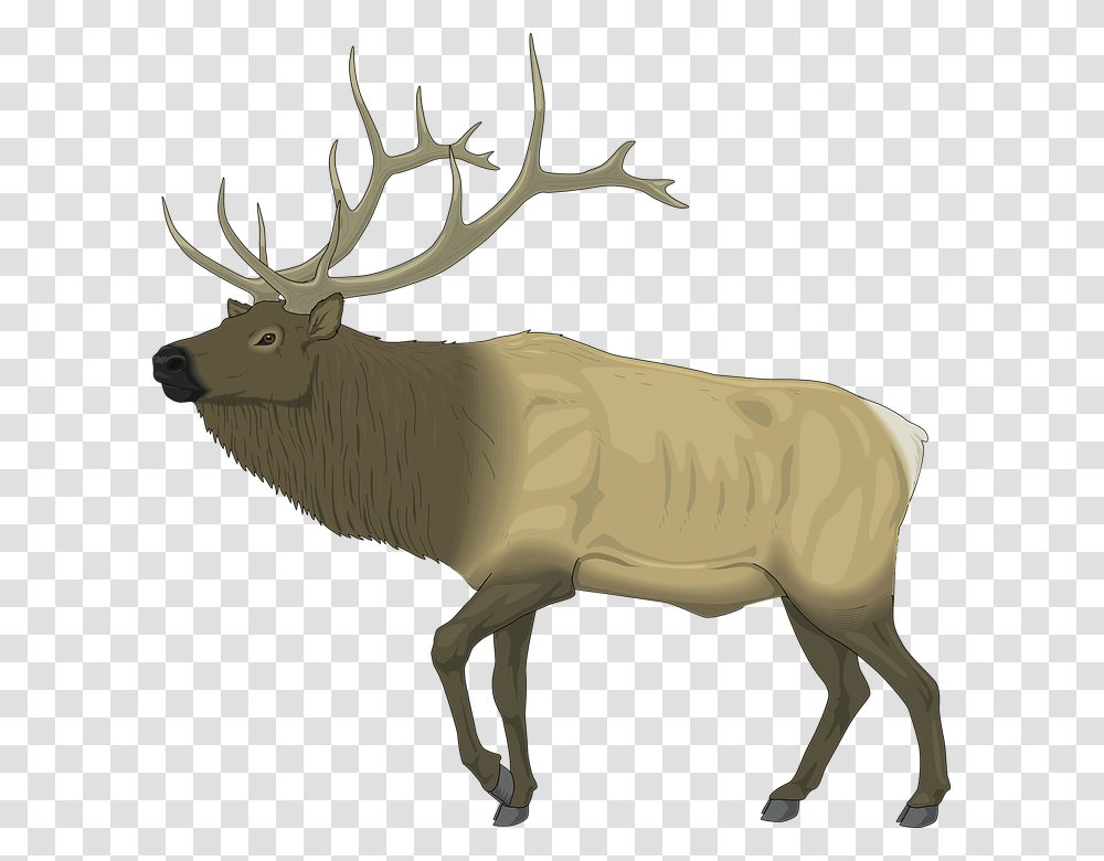 Clipart Elk, Deer, Wildlife, Mammal, Animal Transparent Png