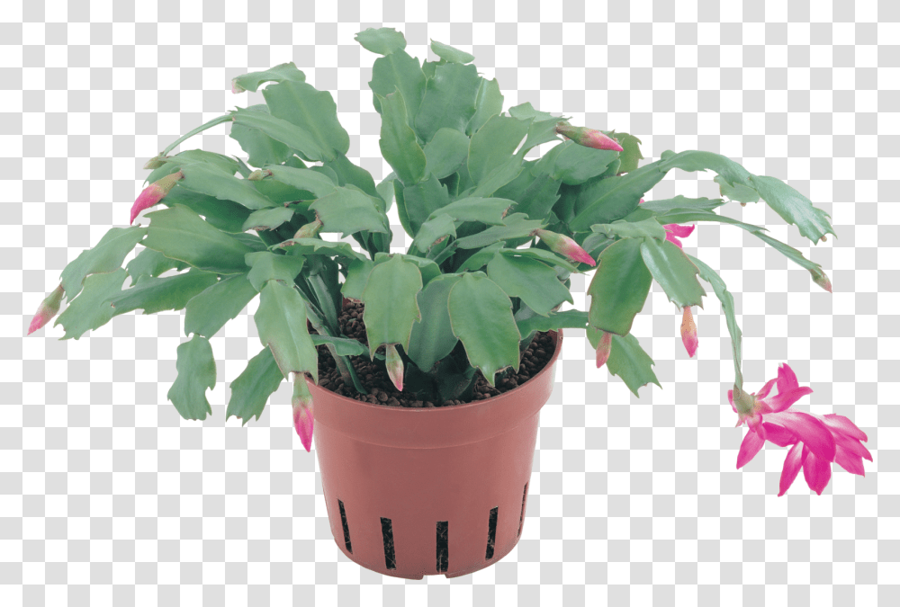 Clipart En Flowerpot, Plant, Leaf, Potted Plant, Vase Transparent Png