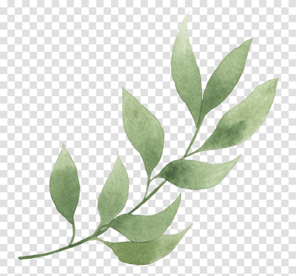 Clipart Eucalyptus, Leaf, Plant Transparent Png