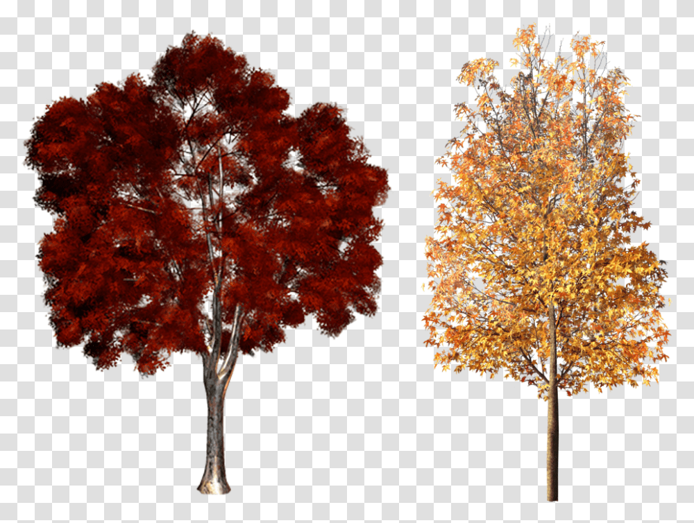 Clipart Fall Deciduous Tree Fall Trees, Plant, Maple, Vegetation, Tree Trunk Transparent Png