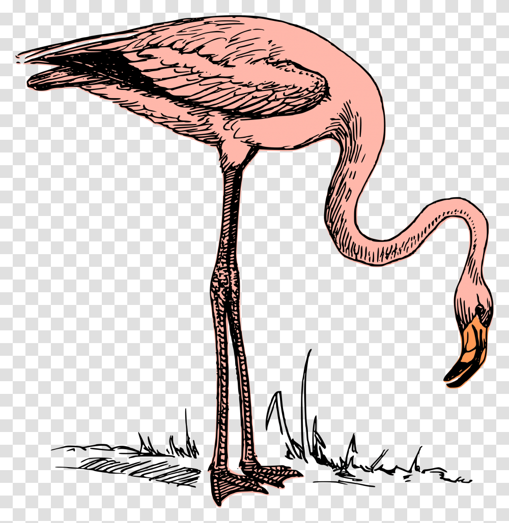 Clipart, Flamingo, Bird, Animal, Hammer Transparent Png