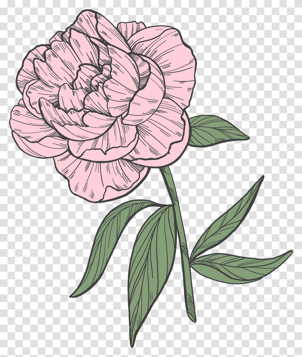 Clipart Floribunda, Plant, Carnation, Flower, Blossom Transparent Png