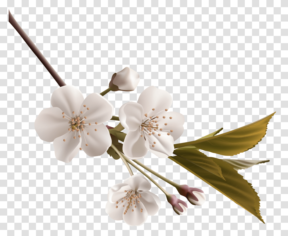 Clipart Flower Apple Blossom Clipart Flower Apple Blossom, Plant, Anther, Petal, Cherry Blossom Transparent Png