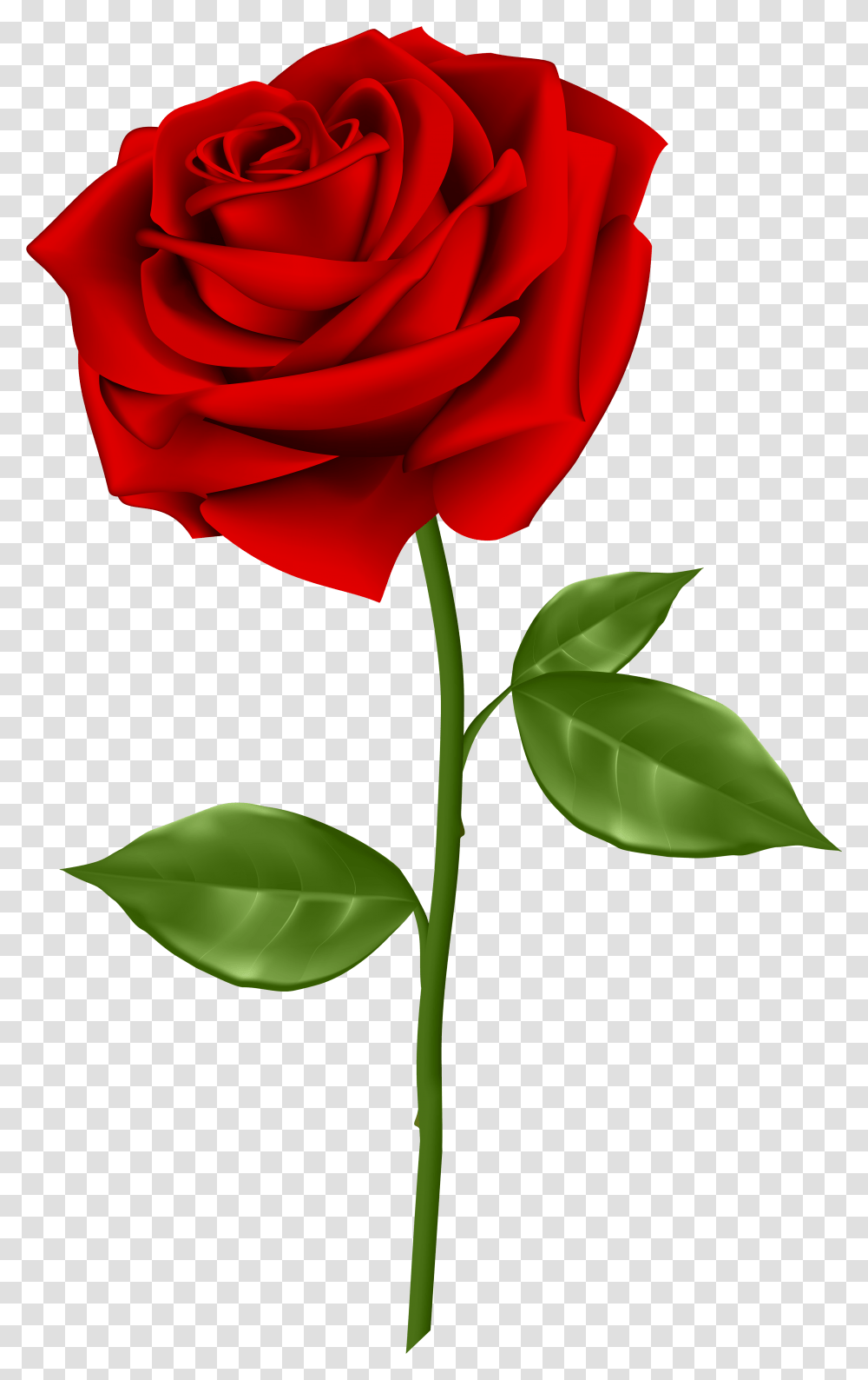 Clipart Flower Beautiful Red Rose, Plant, Blossom, Petal Transparent Png