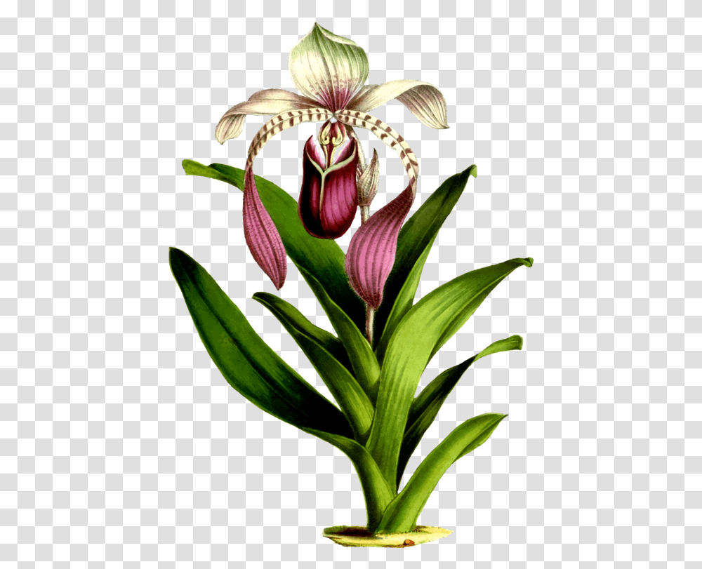 Clipart Flower Draw Botanical Orchid, Plant, Blossom, Petal, Bud Transparent Png