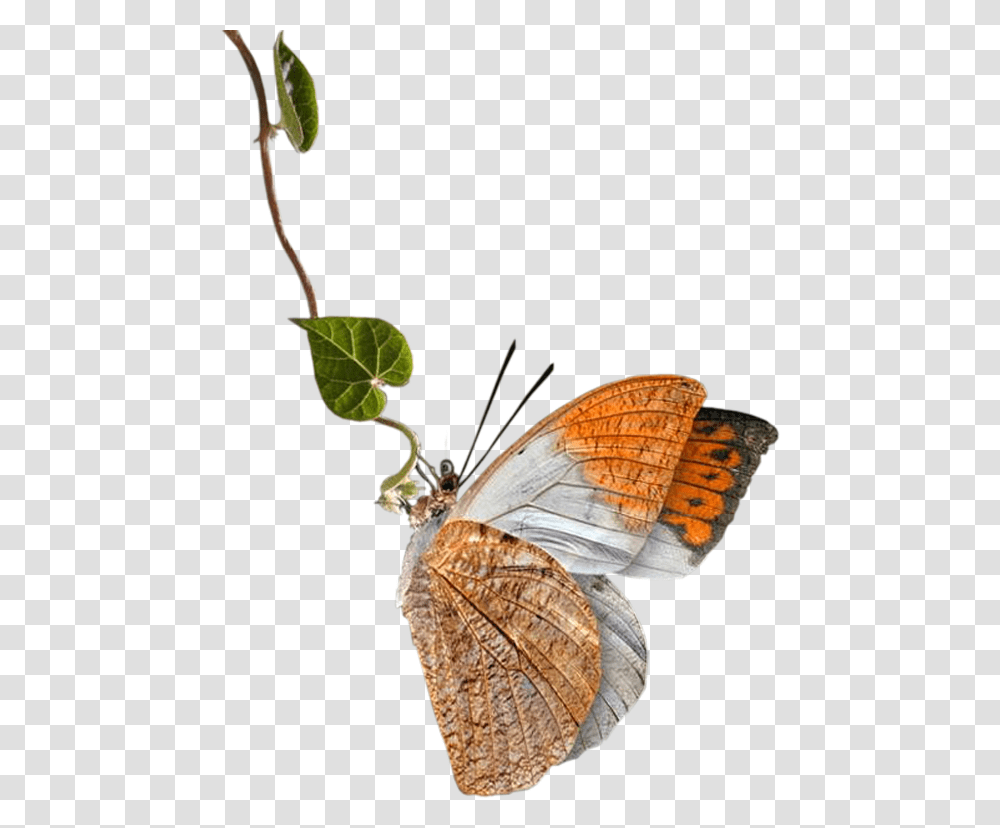 Clipart Flowers And Butterflies, Insect, Invertebrate, Animal, Butterfly Transparent Png