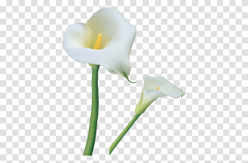 Clipart Flowers Calla Lily, Plant, Blossom, Bird, Animal Transparent Png