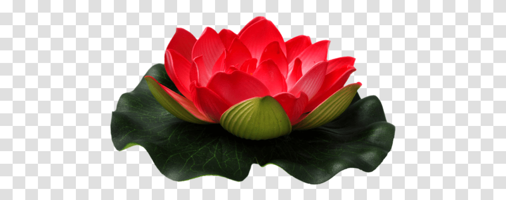 Clipart Flowers Nelum Red Lotus Flower, Plant, Blossom, Lily, Pond Lily Transparent Png