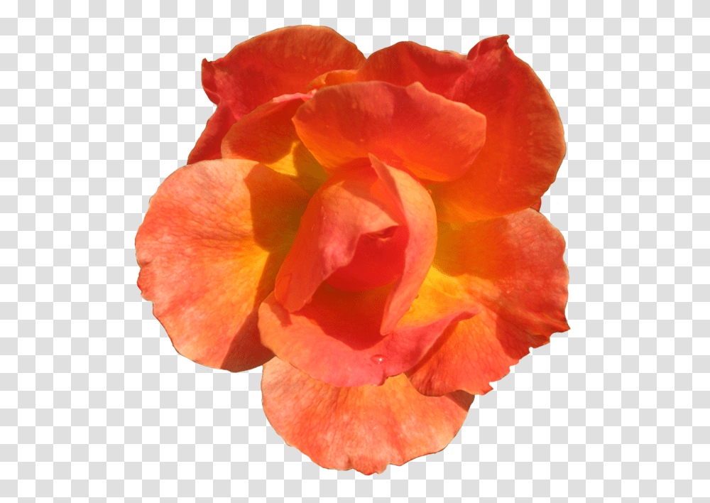 Clipart Flowers Orange Orange Flower Cut Out, Rose, Plant, Blossom, Petal Transparent Png