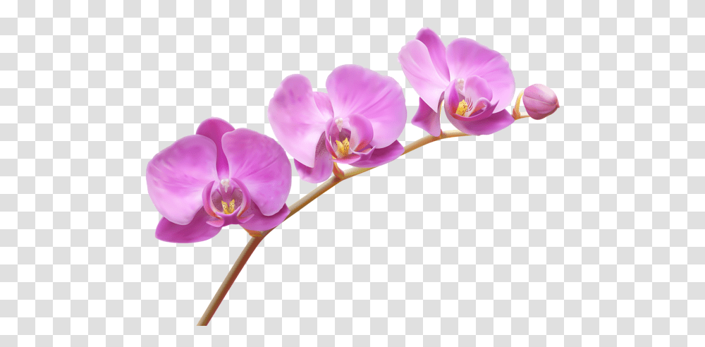 Clipart Flowers Orchids, Plant, Blossom Transparent Png