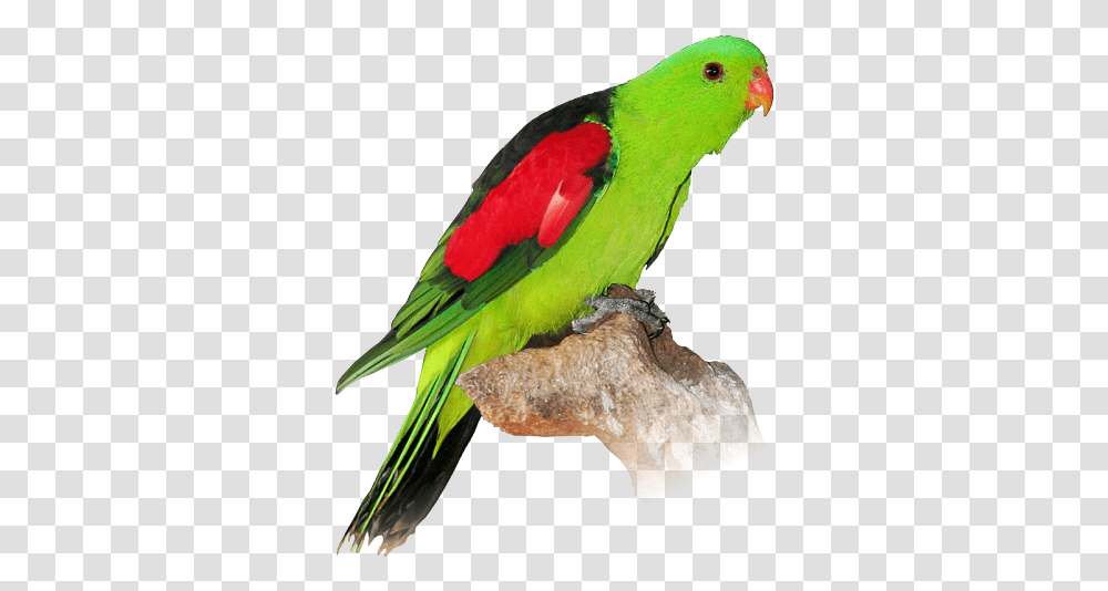 Clipart Free Download Parakeet, Bird, Animal, Parrot, Macaw Transparent Png