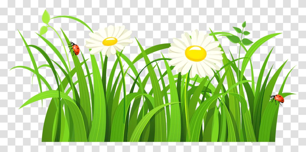 Clipart Grass Cartoon, Daisy, Flower, Plant, Daisies Transparent Png