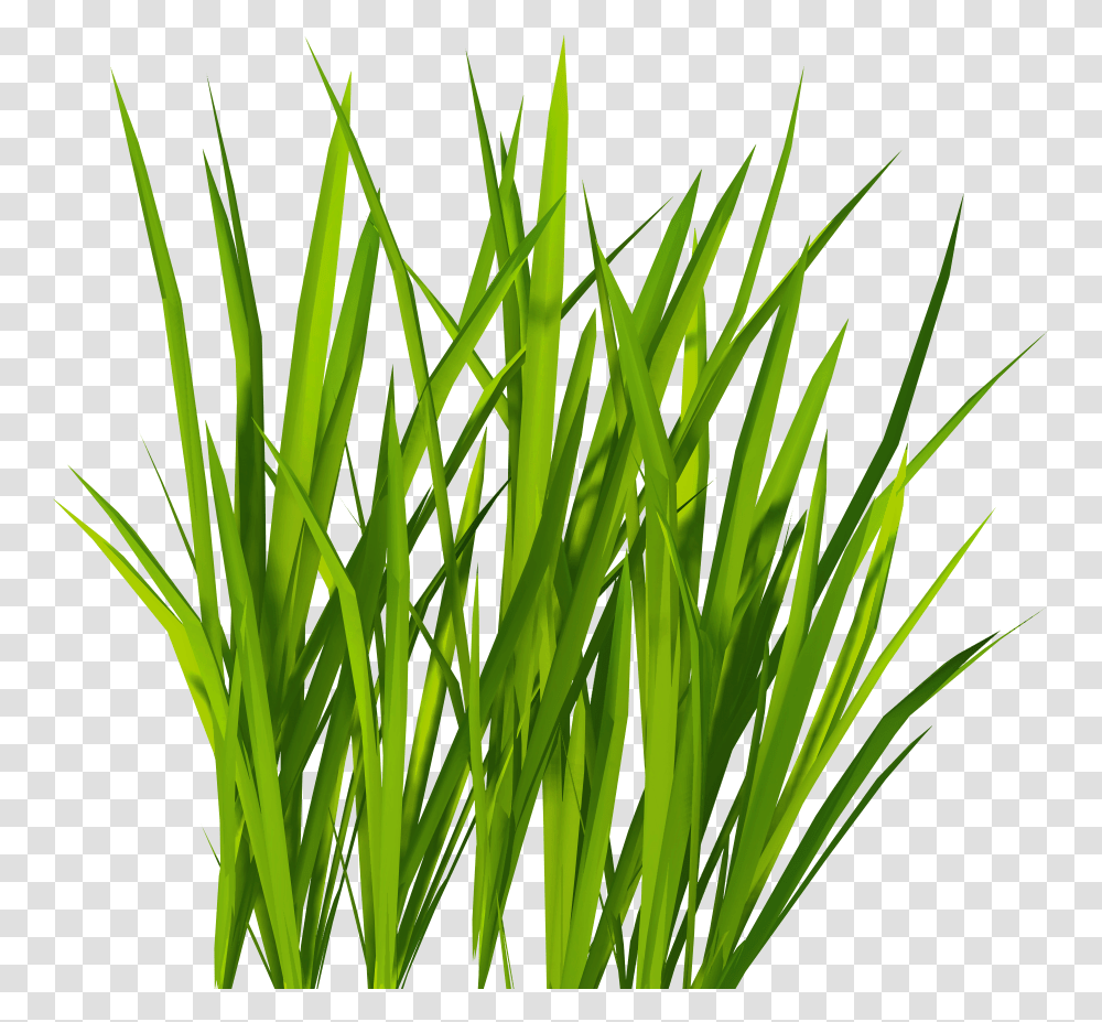 Clipart Grass, Plant, Lawn, Reed, Vegetation Transparent Png