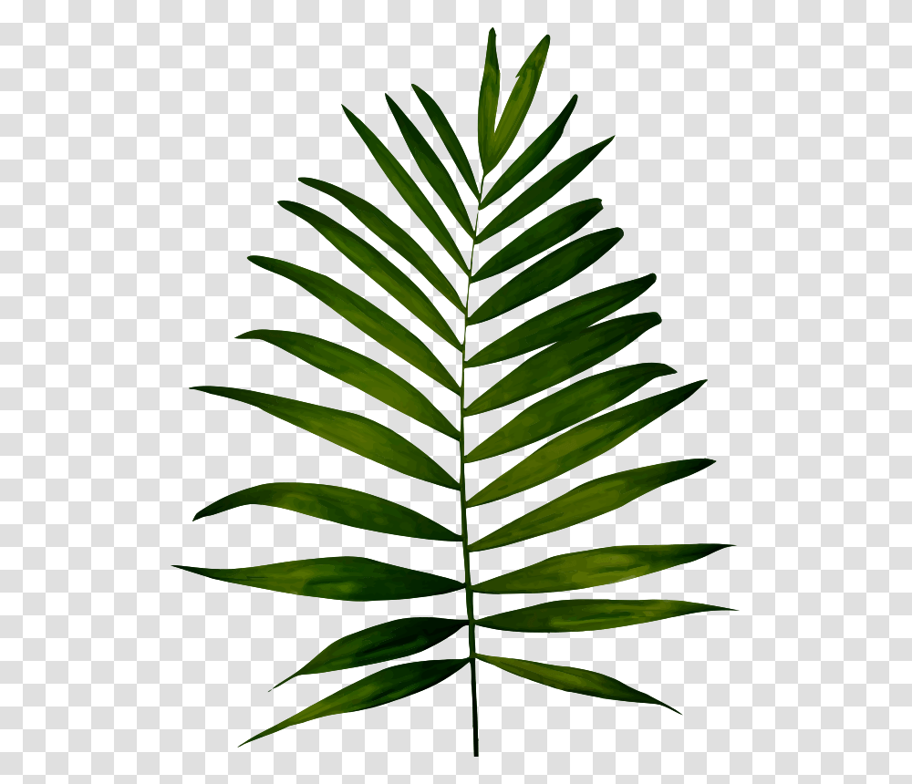 Clipart, Green, Leaf, Plant, Fern Transparent Png