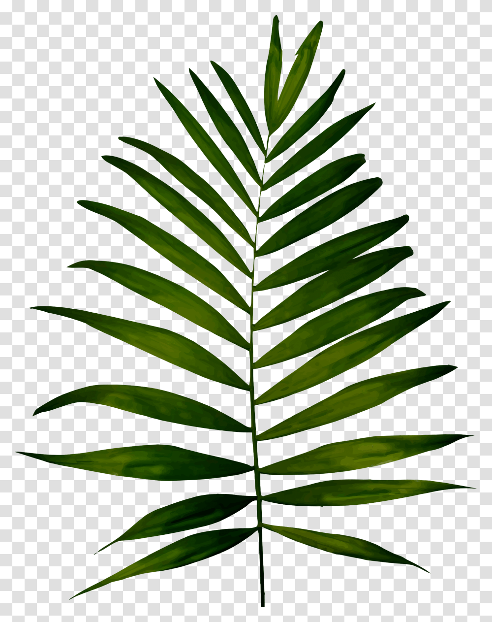 Clipart, Green, Leaf, Plant, Fern Transparent Png