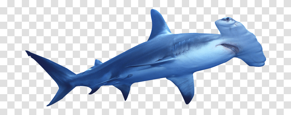 Clipart Hammer Shark Hammerhead Shark Background, Sea Life, Fish, Animal, Great White Shark Transparent Png