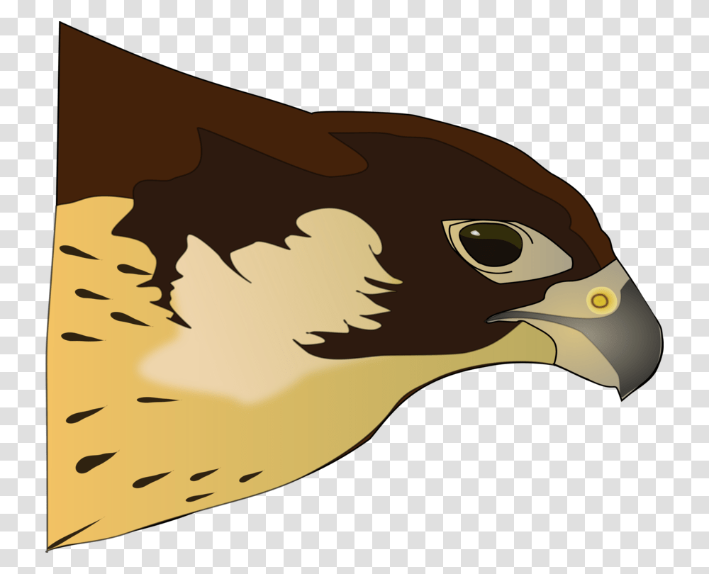 Clipart Hawk, Vulture, Bird, Animal, Beak Transparent Png