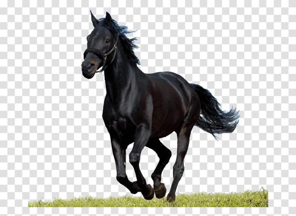 Clipart Image Black Horse Psd Runing Horse Images Black, Mammal, Animal, Andalusian Horse, Stallion Transparent Png