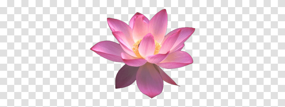 Clipart Image Flower Lotus, Plant, Lily, Blossom, Pond Lily Transparent Png