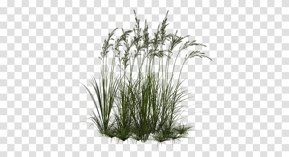 Clipart Image Grass 1 Flower Grass, Plant, Vegetation, Bush, Lawn Transparent Png