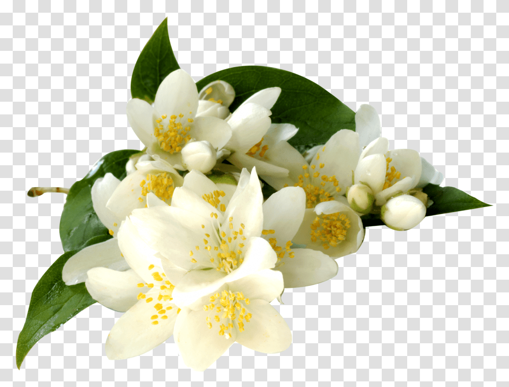 Clipart Image Jasmine Flower Free Jasmine Flower, Plant, Pollen, Blossom, Anther Transparent Png