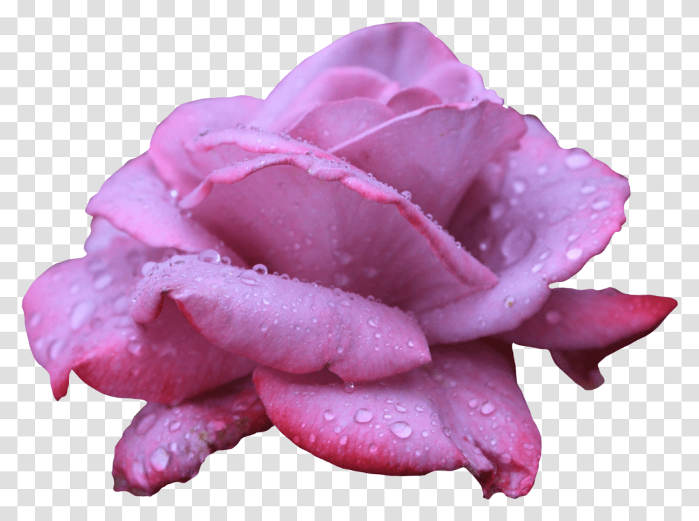 Clipart Image Lavendar Rose With Water Clip Art, Flower, Plant, Blossom, Petal Transparent Png