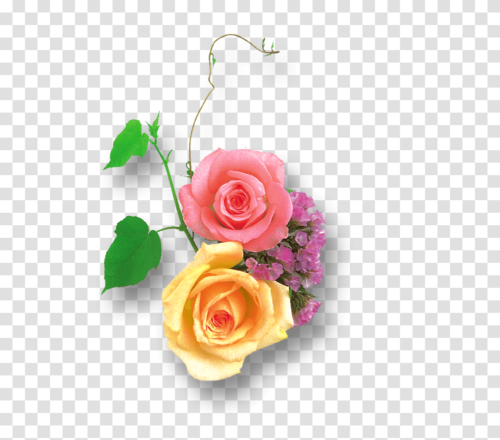Clipart Image Light Yellow Portable Network Graphics, Plant, Rose, Flower, Blossom Transparent Png