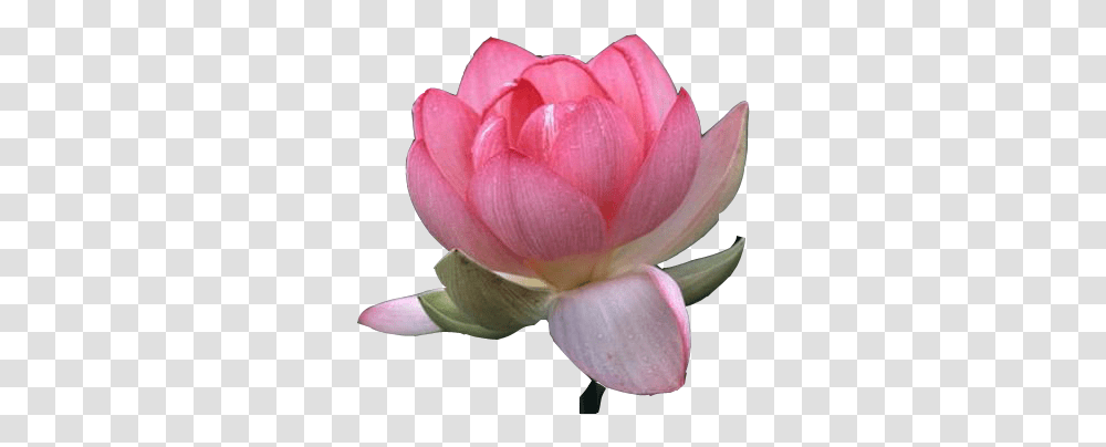 Clipart Image Lotus Flower Free Free Lotus Flower Background, Plant, Blossom, Dahlia, Petal Transparent Png