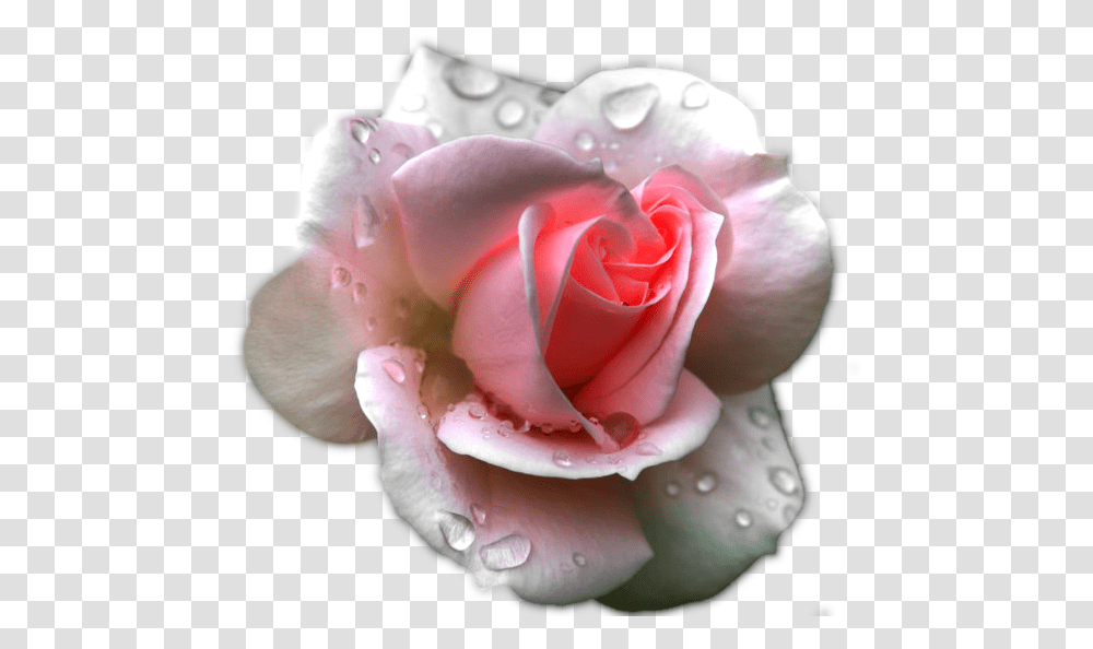 Clipart Image Pink Rose Pink Rose After Rain, Flower, Plant, Blossom, Petal Transparent Png