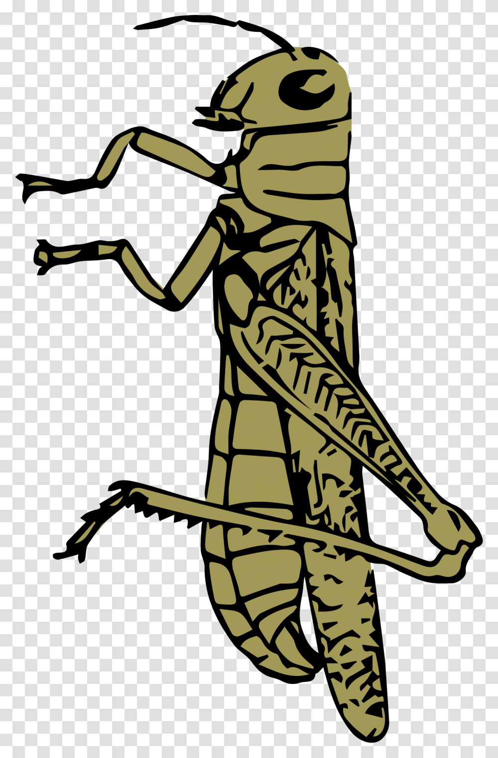 Clipart Images Of Grasshopper All About Clipart, Person, Human, Insect, Invertebrate Transparent Png