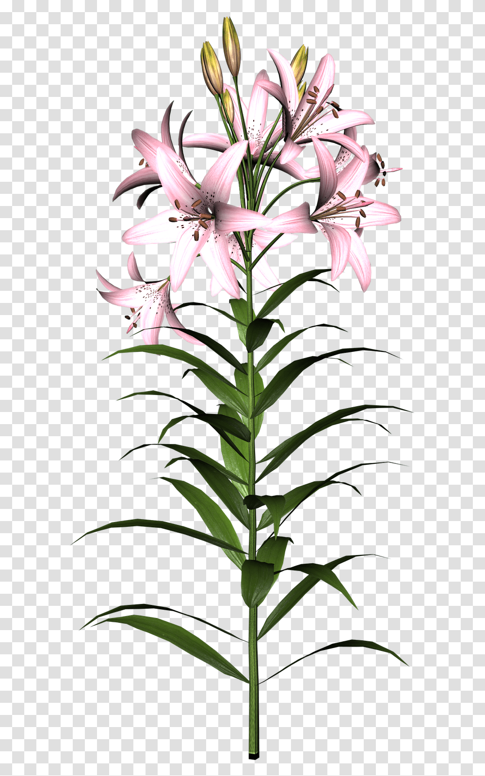 Clipart Info Lily Flower Photo Downlod, Plant, Blossom, Amaryllidaceae, Pollen Transparent Png