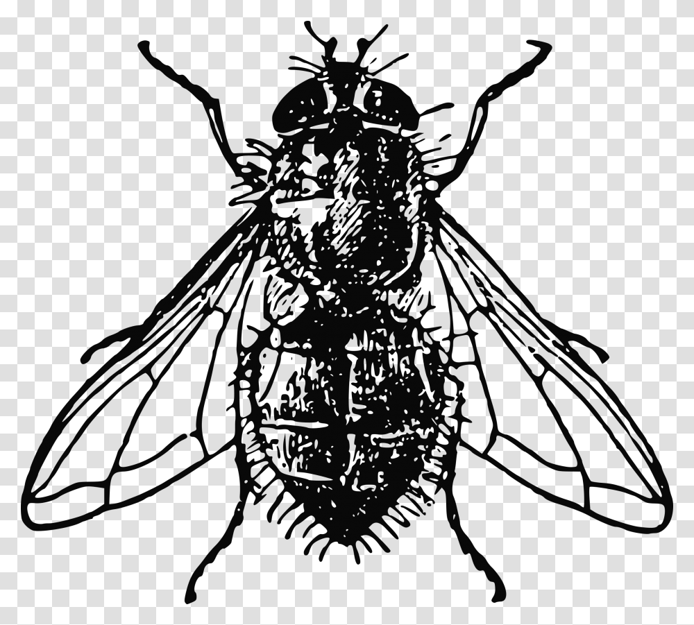 Clipart, Insect, Invertebrate, Animal, Firefly Transparent Png