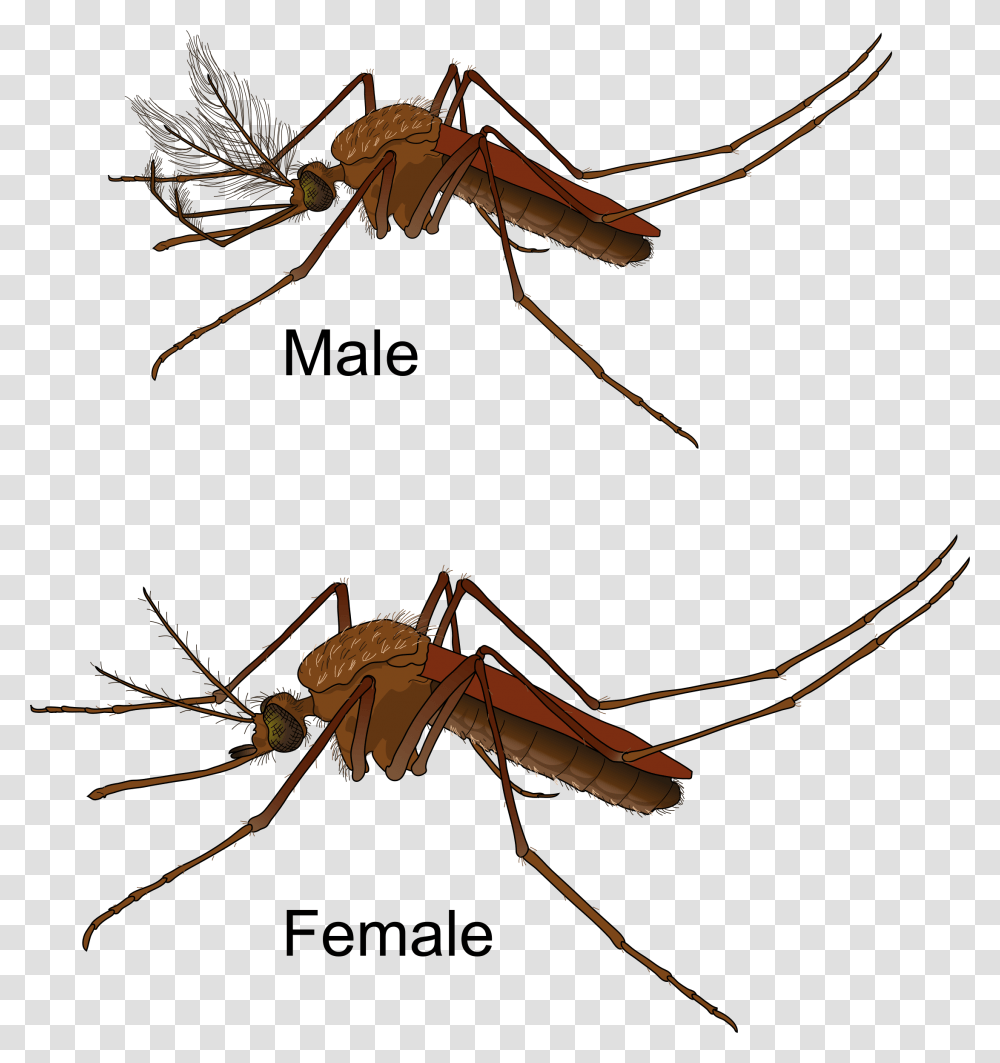 Clipart, Insect, Invertebrate, Animal, Mosquito Transparent Png