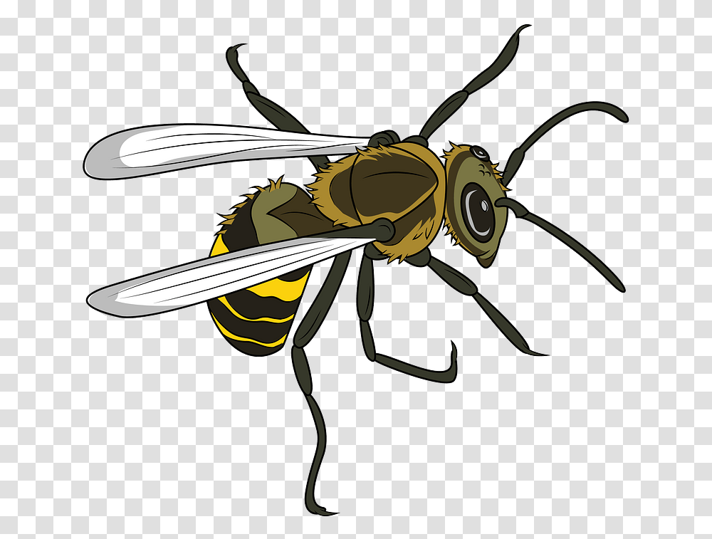 Clipart Insects, Wasp, Bee, Invertebrate, Animal Transparent Png