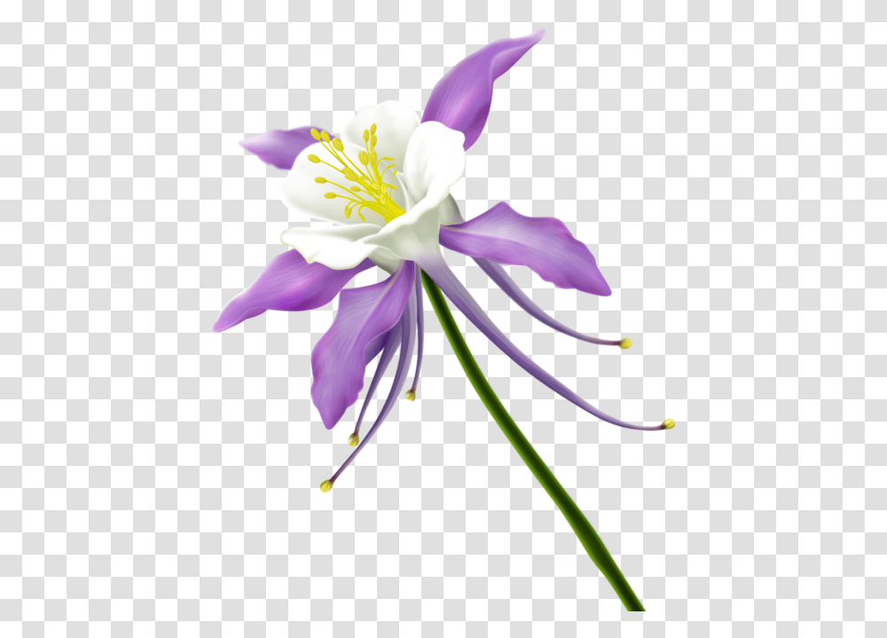 Clipart Kwiaty Free Clipart Columbine, Plant, Flower, Blossom, Pollen Transparent Png