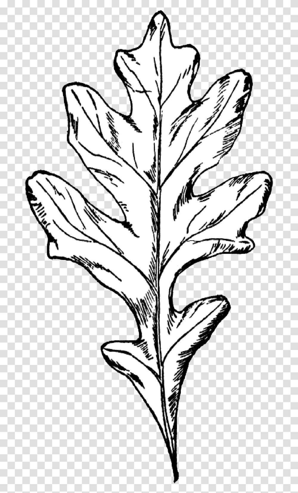 Clipart Leaf Oak Tree Black White Oak Leaf, Plant, Face, Drawing, Flower Transparent Png