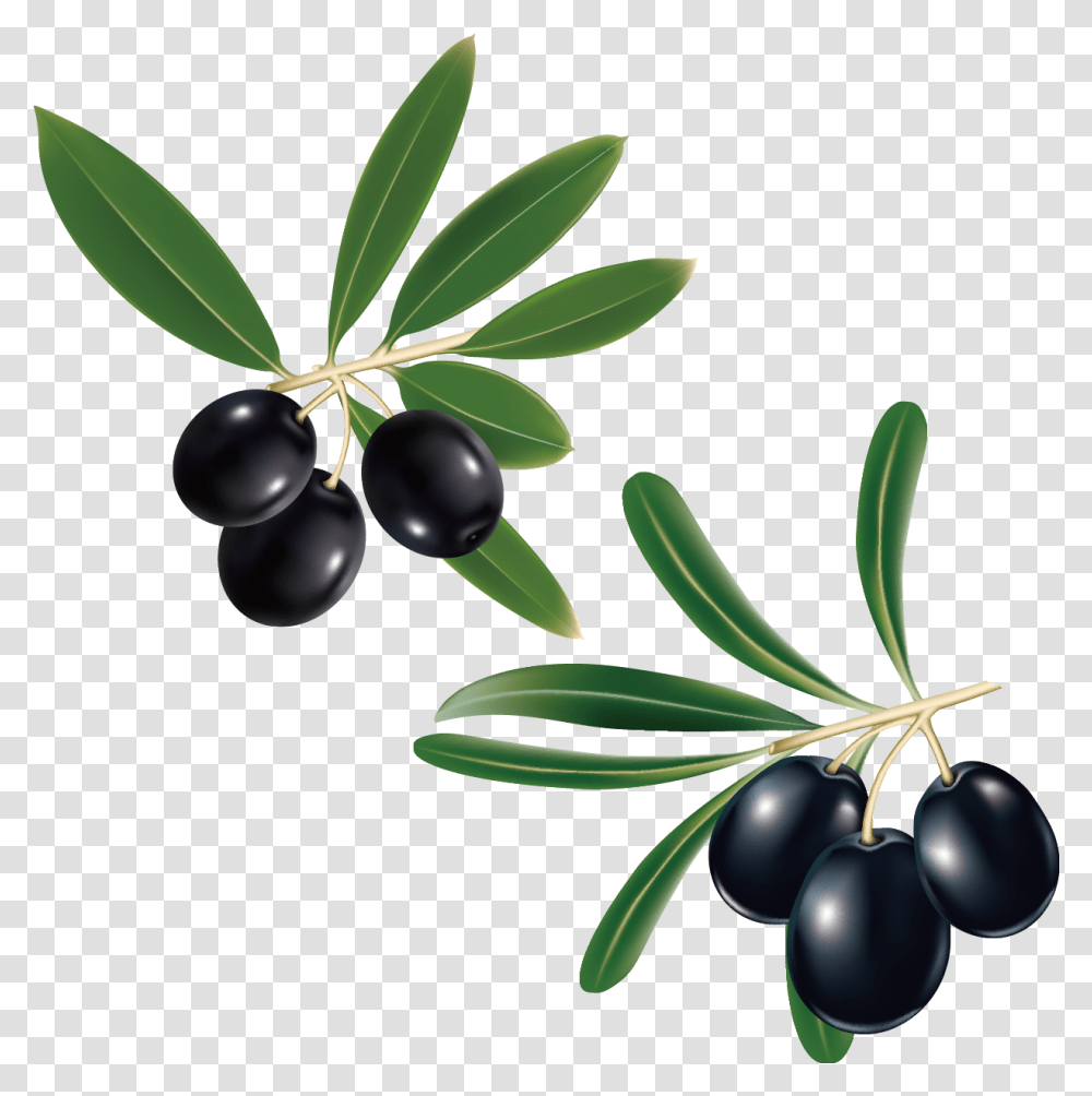 Clipart Leaf Olive Tree Clipart Olive Branch Background, Plant, Fruit, Food, Blueberry Transparent Png
