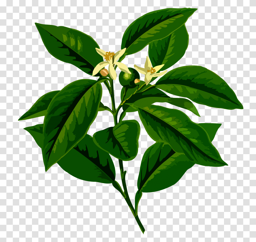 Clipart, Leaf, Plant, Acanthaceae, Flower Transparent Png