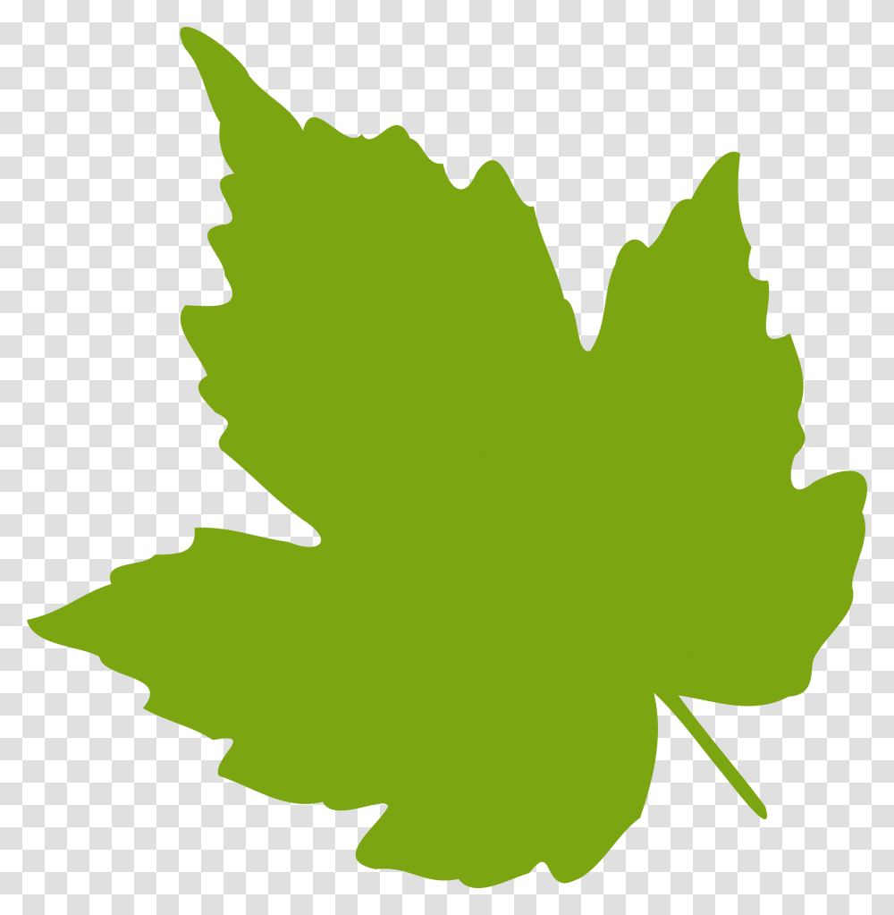 Clipart, Leaf, Plant, Maple Leaf, Tree Transparent Png