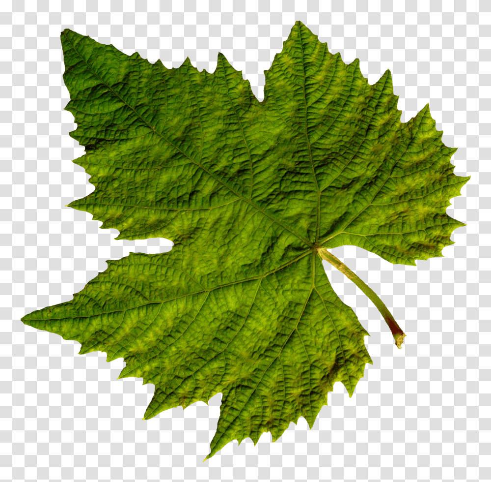 Clipart Leaf, Plant, Tree, Maple Leaf, Veins Transparent Png